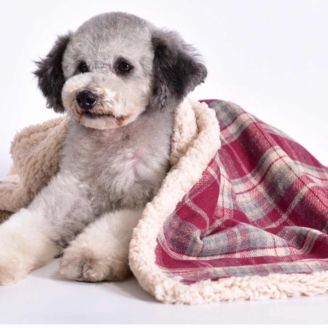 Sherpa fleece clearance pet blanket